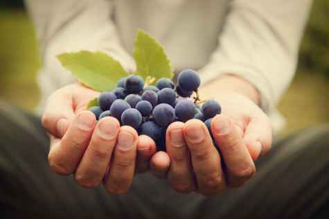 Vinbodrum - Turkey's Emerging Wine Industry