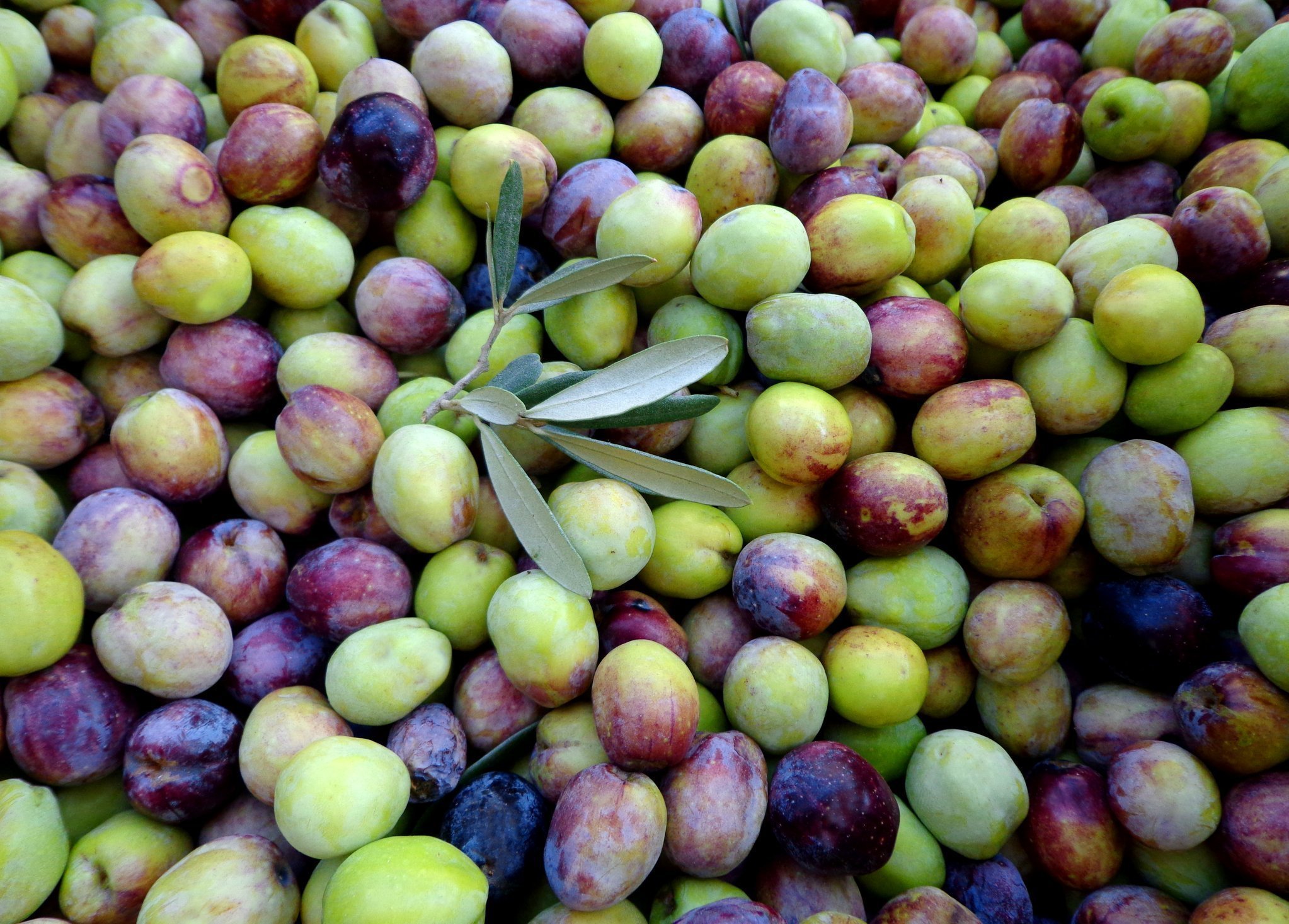 turkish olives